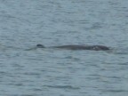 Irrawaddy Dolphin.JPG (84 KB)